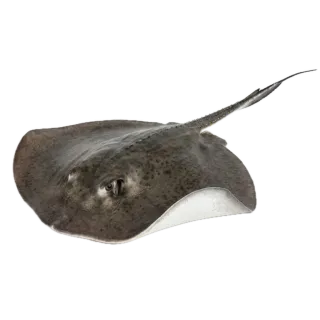 Stingray, a flash card photograph for children