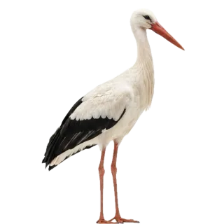Stork, a flash card photograph for children
