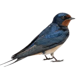 Swallow, a flash card photograph for children