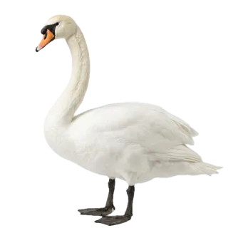 Swan, a flash card photograph for children