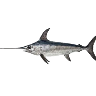 Swordfish, a flash card photograph for children