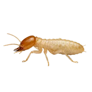 Termite, a flash card photograph for children