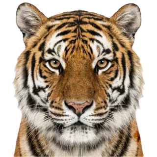Tiger, a flash card photograph for children