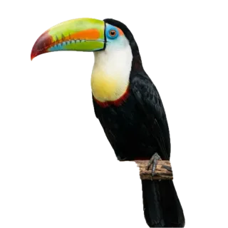 Toucan, a flash card photograph for children