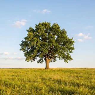 Tree, a flash card photograph for children
