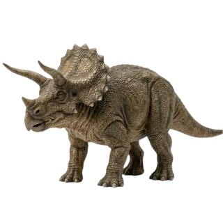 Triceratops, a flash card photograph for children