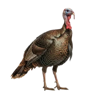 Turkey, a flash card photograph for children