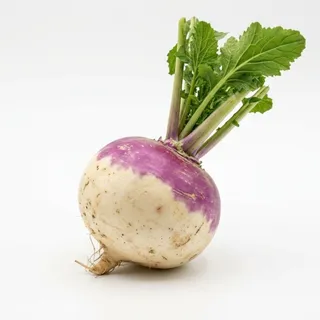 Turnip, a flash card photograph for children