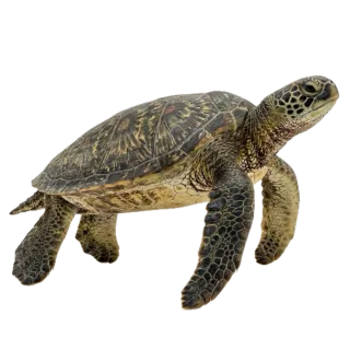 Turtle, a flash card photograph for children