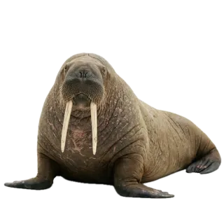 Walrus, a flash card photograph for children