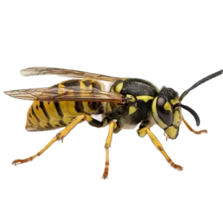 Wasp, a flash card photograph for children