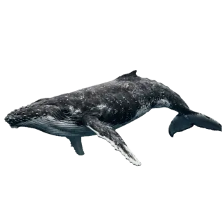 Whale, a flash card photograph for children