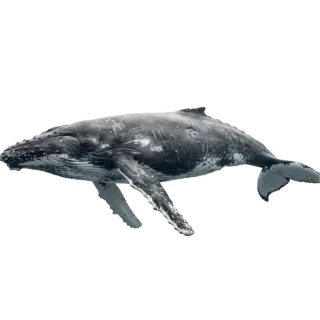 Whale, a flash card photograph for children