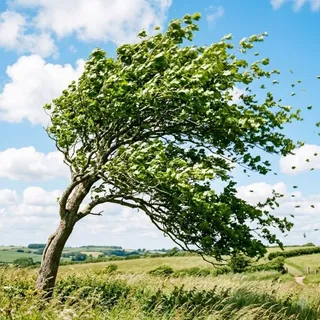 Wind, a flash card photograph for children