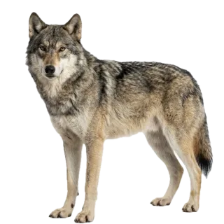 Wolf, a flash card photograph for children