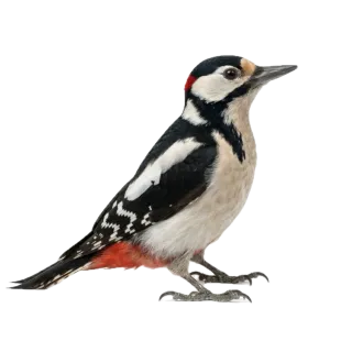 Woodpecker, a flash card photograph for children