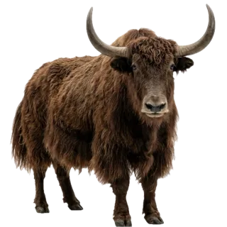 Yak, a flash card photograph for children