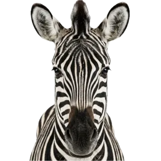 Zebra, a flash card photograph for children