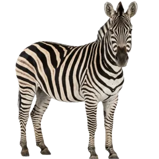 Zebra, a flash card photograph for children