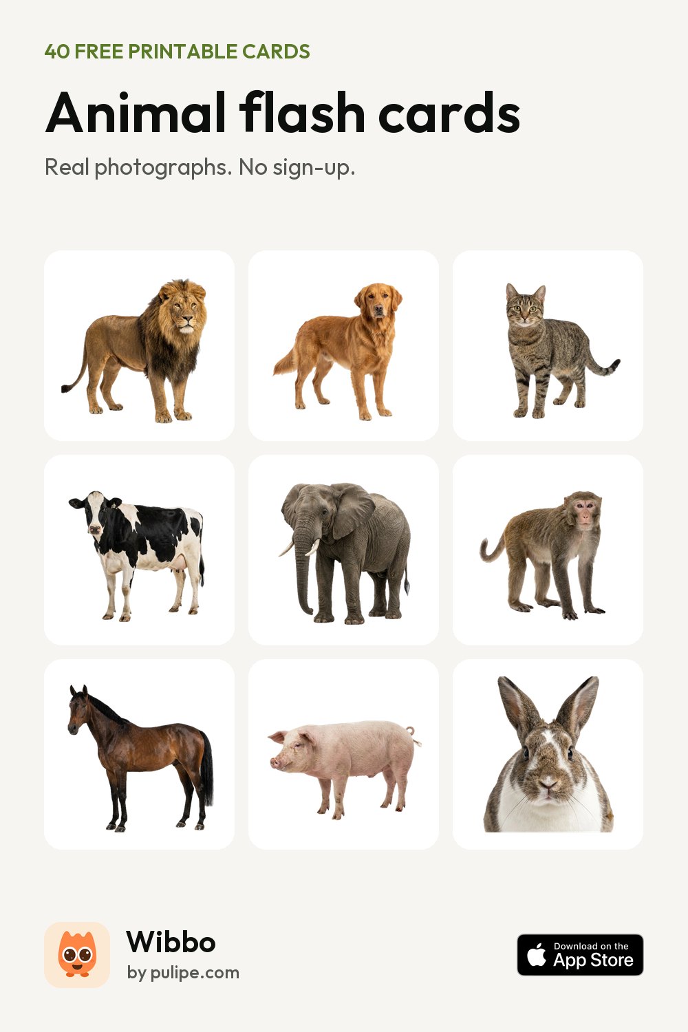 Animal flash cards from Wibbo: a printable sheet of 40 cards with real photographs