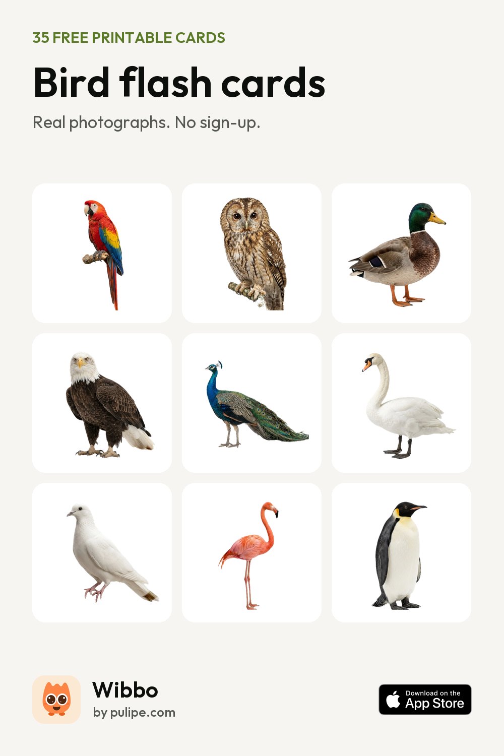 Bird flash cards from Wibbo: a printable sheet of 35 cards with real photographs
