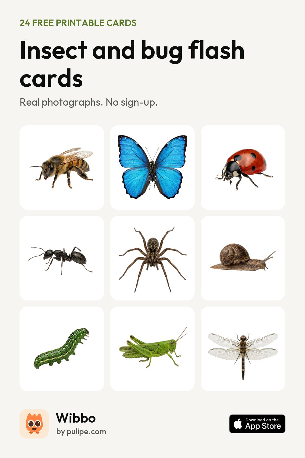 Insect and bug flash cards from Wibbo: a printable sheet of 24 cards with real photographs